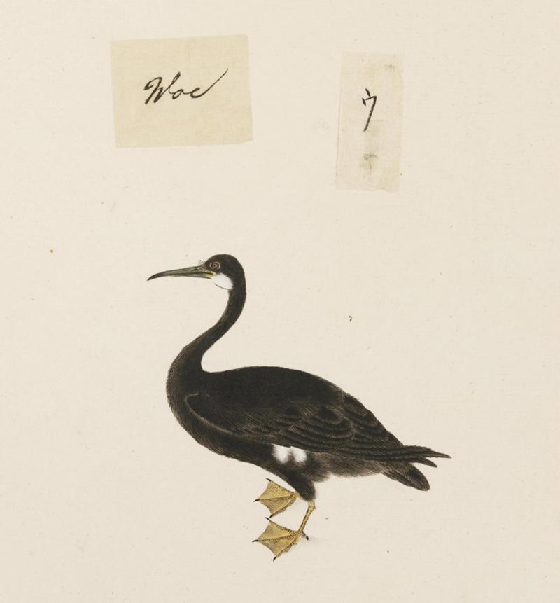 pelagic cormorant, Baird's cormorant (Phalacrocorax pelagicus); DISPLAY FULL IMAGE.