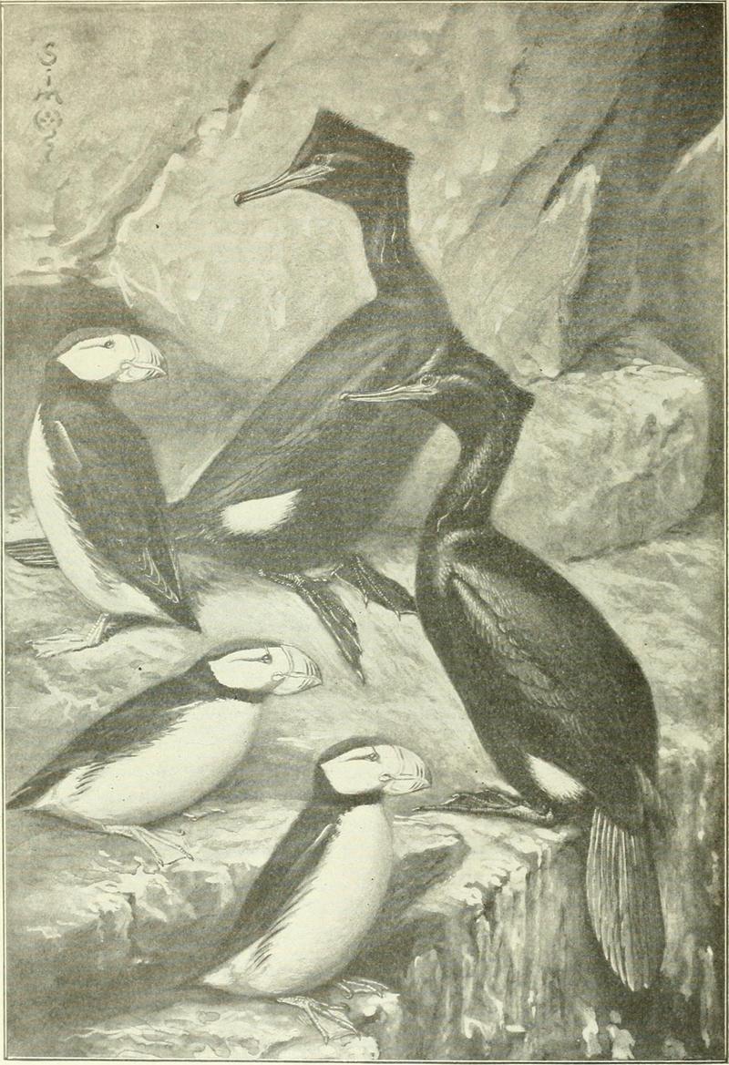 pelagic cormorant (Phalacrocorax pelagicus), horned puffin (Fratercula corniculata); DISPLAY FULL IMAGE.