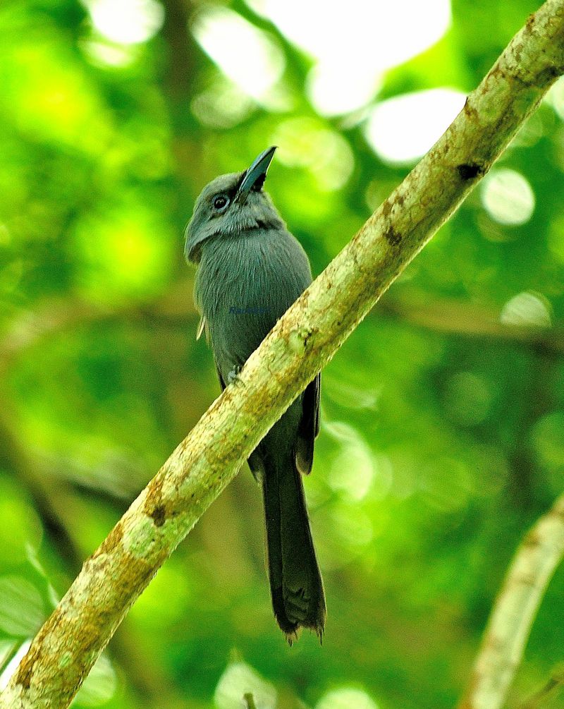 blue paradise flycatcher (Terpsiphone cyanescens); DISPLAY FULL IMAGE.
