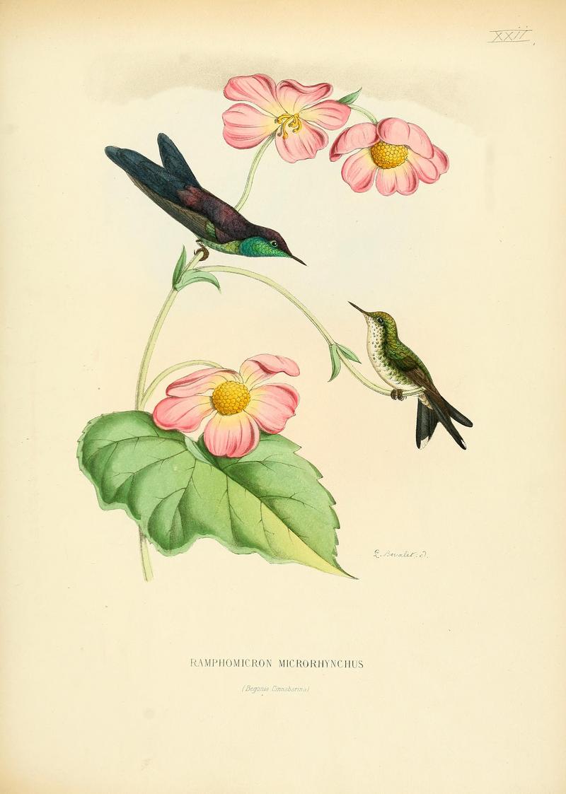 purple-backed thornbill (Ramphomicron microrhynchum); DISPLAY FULL IMAGE.