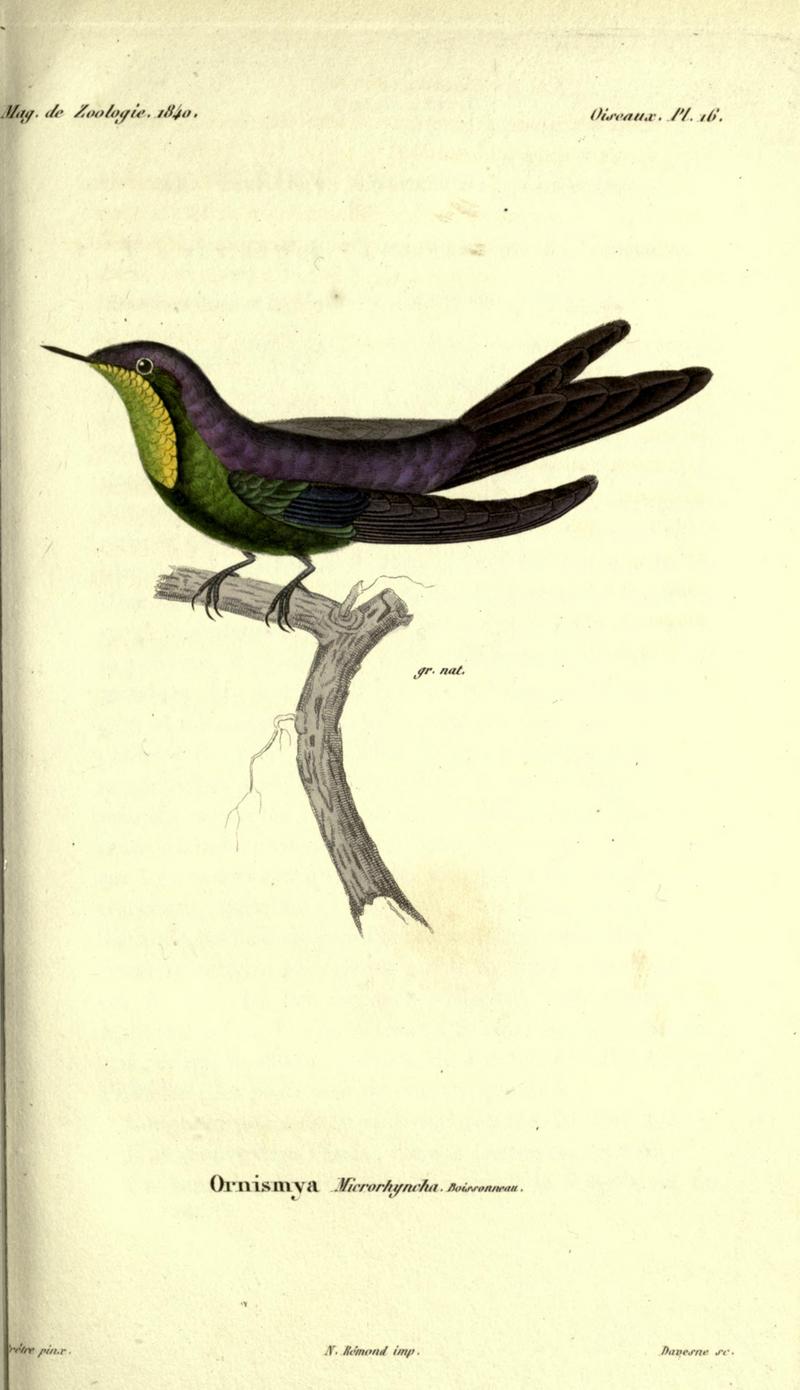purple-backed thornbill (Ramphomicron microrhynchum); DISPLAY FULL IMAGE.