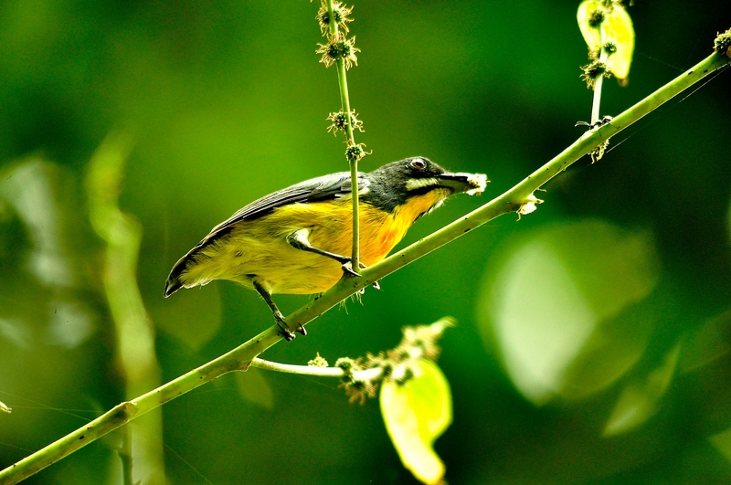 Palawan flowerpecker (Prionochilus plateni); DISPLAY FULL IMAGE.