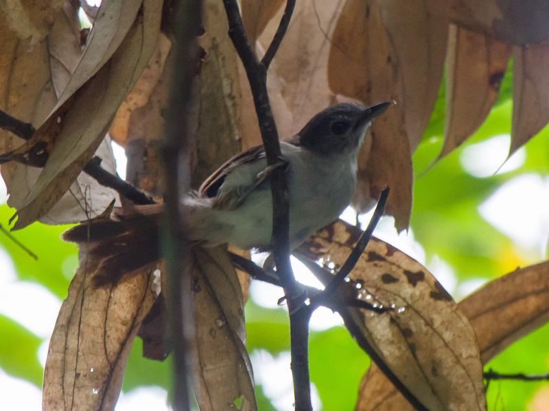 sooty-capped babbler (Malacopteron affine); DISPLAY FULL IMAGE.
