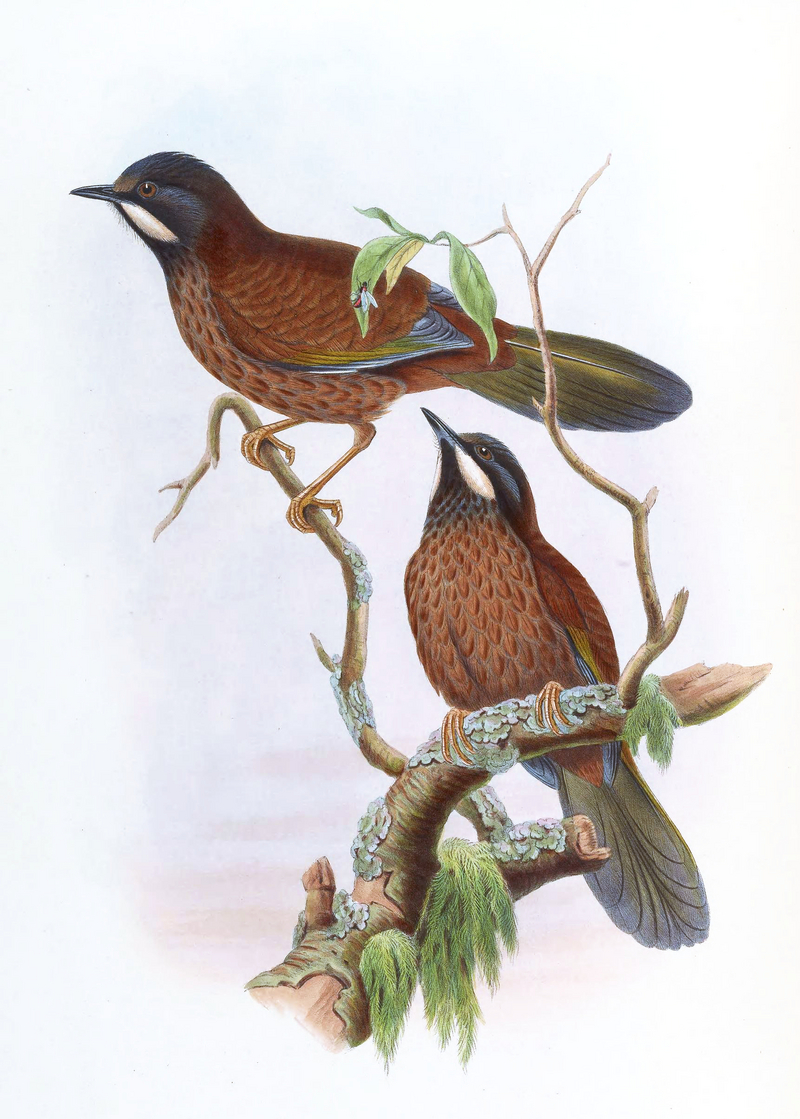 black-faced laughingthrush (Trochalopteron affine); DISPLAY FULL IMAGE.