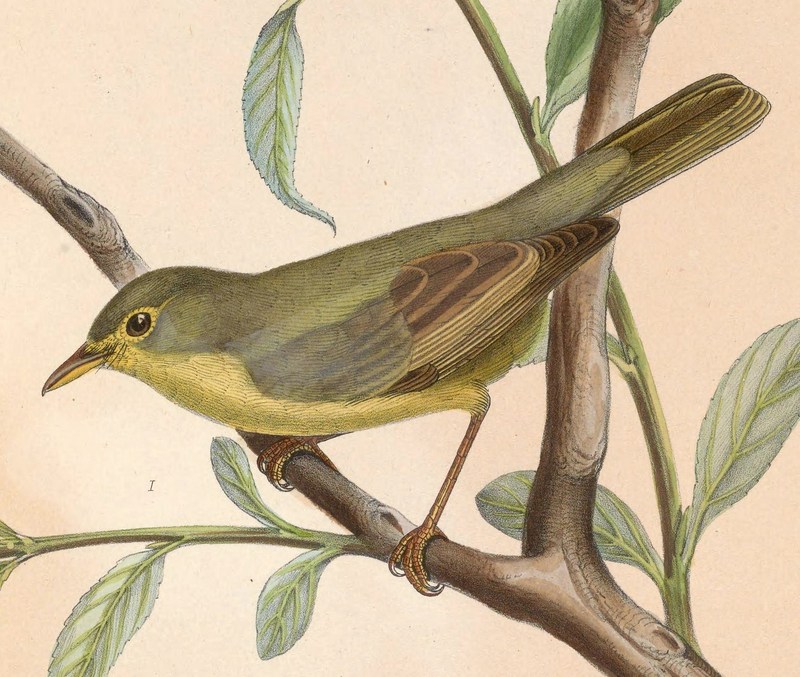 melodious warbler (Hippolais polyglotta); DISPLAY FULL IMAGE.