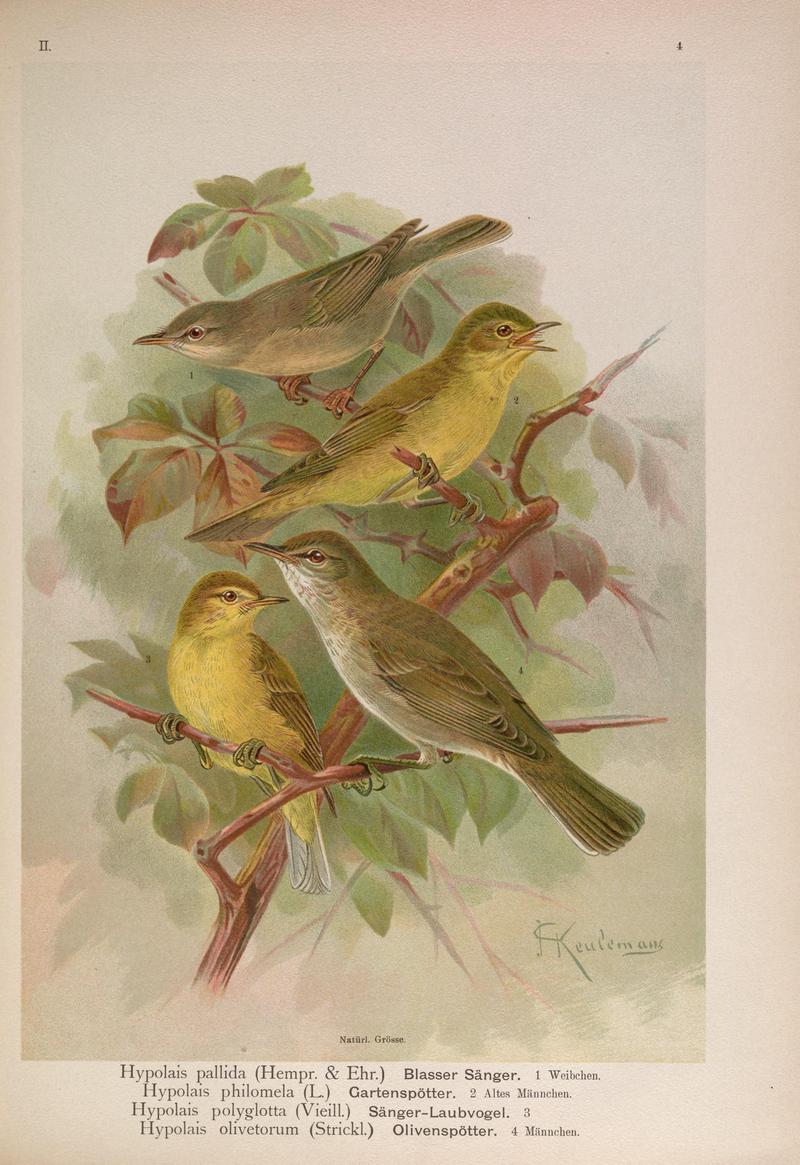 eastern olivaceous warbler (Iduna pallida), icterine warbler (Hippolais icterina), melodious warbler (Hippolais polyglotta), olive-tree warbler (Hippolais olivetorum); DISPLAY FULL IMAGE.