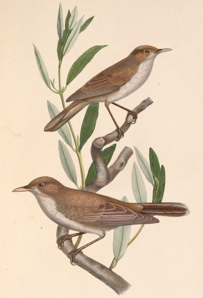 eastern olivaceous warbler (Iduna pallida), olive-tree warbler (Hippolais olivetorum); DISPLAY FULL IMAGE.