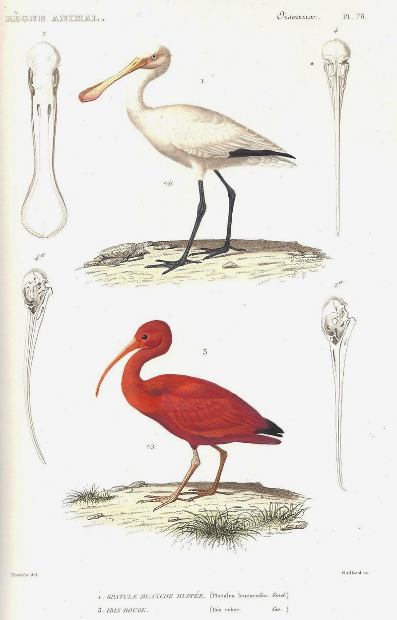 Eurasian spoonbill (Platalea leucorodia), scarlet ibis (Eudocimus ruber); DISPLAY FULL IMAGE.