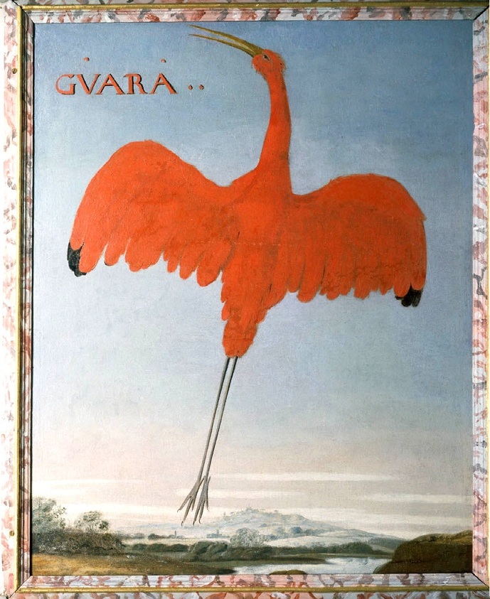 scarlet ibis (Eudocimus ruber); Image ONLY