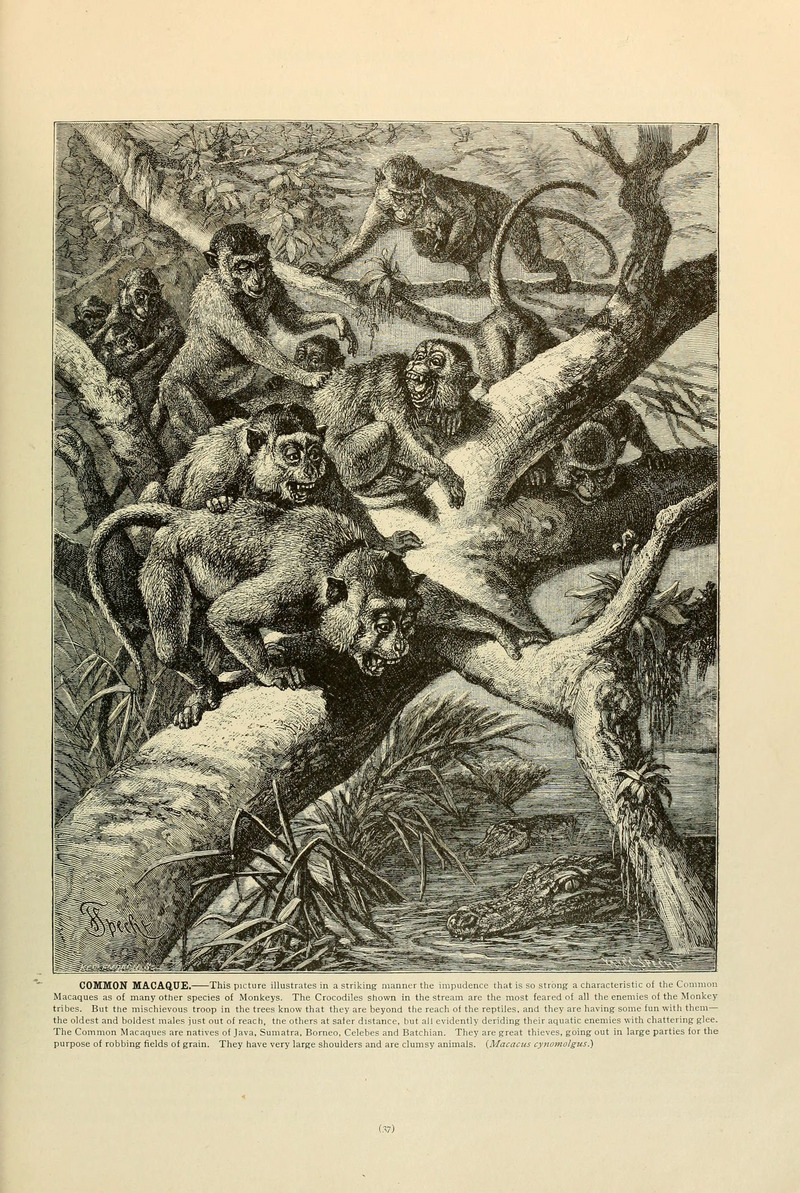 Barbary macaque, magot (Macaca sylvanus); DISPLAY FULL IMAGE.