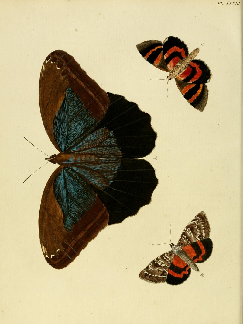 Papilio eurilochus = Caligo eurilochus (forest giant owl), Phalaena Ilia = Catocala ilia (beloved underwing); DISPLAY FULL IMAGE.