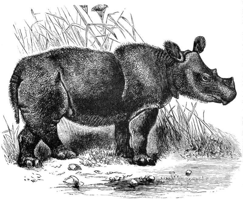 Sumatran rhinoceros, hairy rhinoceros, Asian two-horned rhinoceros (Dicerorhinus sumatrensis); DISPLAY FULL IMAGE.