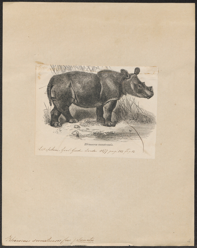 Sumatran rhinoceros, hairy rhinoceros, Asian two-horned rhinoceros (Dicerorhinus sumatrensis); DISPLAY FULL IMAGE.