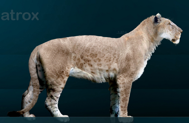 American lion (Panthera leo atrox); DISPLAY FULL IMAGE.