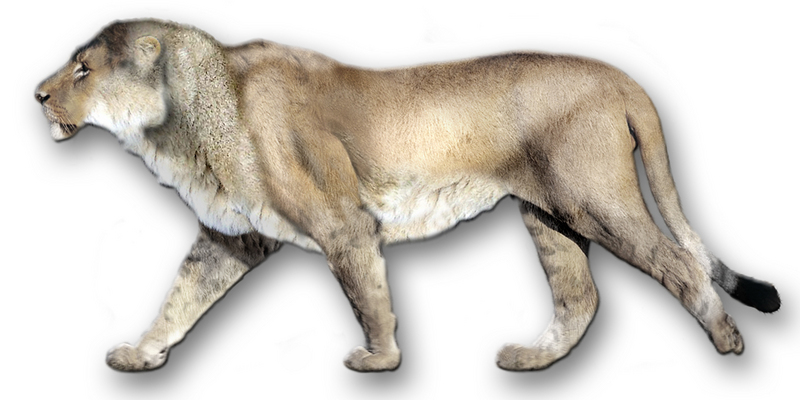 American lion (Panthera leo atrox); DISPLAY FULL IMAGE.
