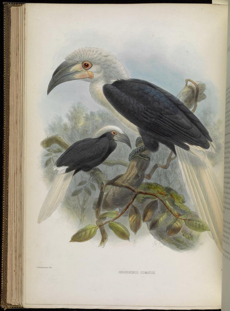 white-crowned hornbill, long-crested hornbill (Berenicornis comatus); DISPLAY FULL IMAGE.