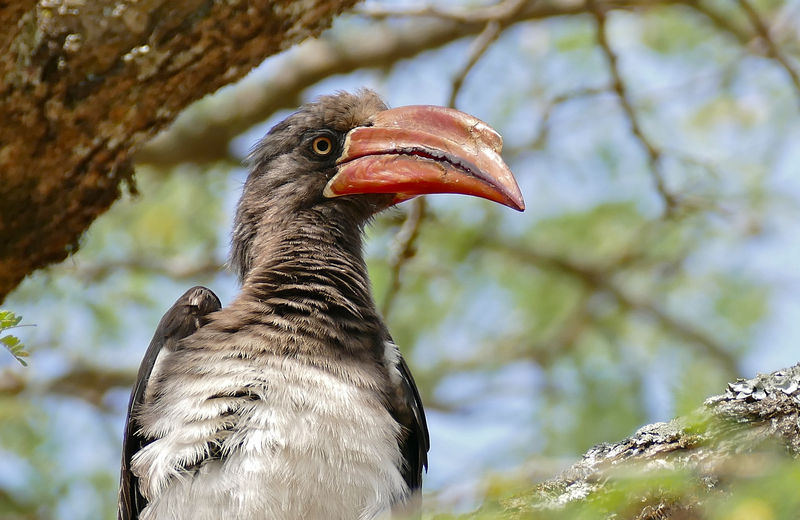 white-crested hornbill, long-tailed hornbill (Tropicranus albocristatus); DISPLAY FULL IMAGE.