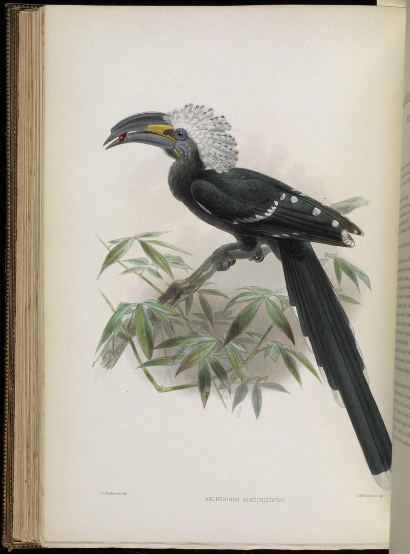 white-crested hornbill, long-tailed hornbill (Tropicranus albocristatus); DISPLAY FULL IMAGE.