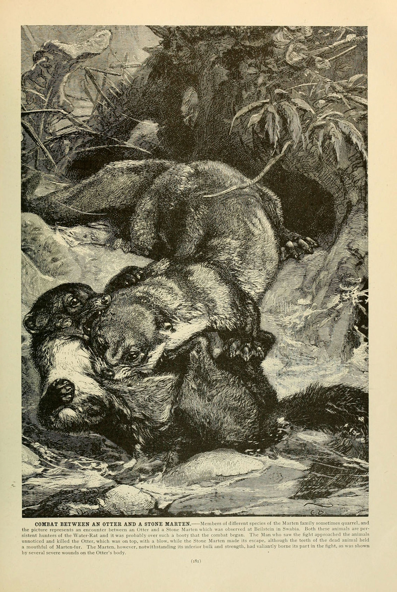 Eurasian River Otter (Lutra lutra), beech marten (Martes foina); DISPLAY FULL IMAGE.