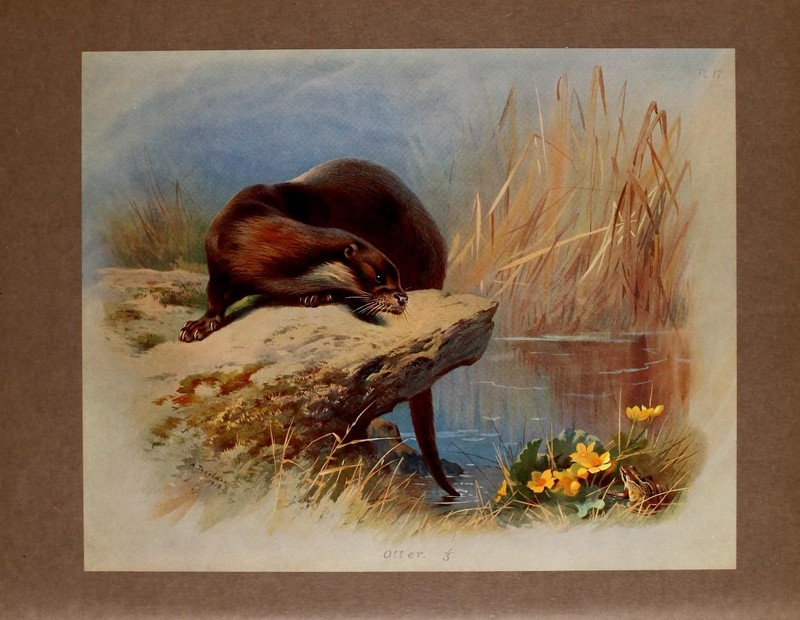 European otter (Lutra lutra lutra); DISPLAY FULL IMAGE.