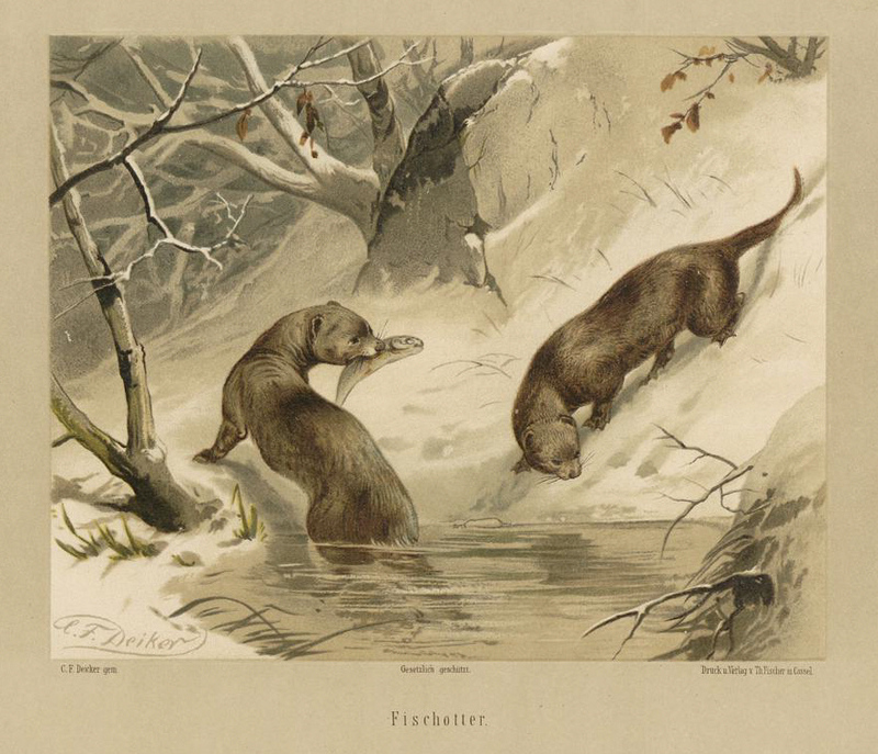 European otter (Lutra lutra lutra); DISPLAY FULL IMAGE.