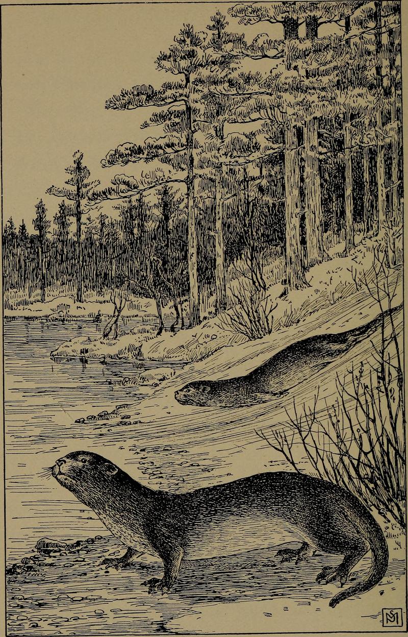 North American river otter (Lontra canadensis); DISPLAY FULL IMAGE.