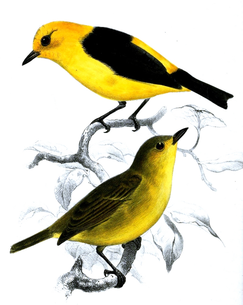 black-and-yellow tanager (Chrysothlypis chrysomelas); DISPLAY FULL IMAGE.