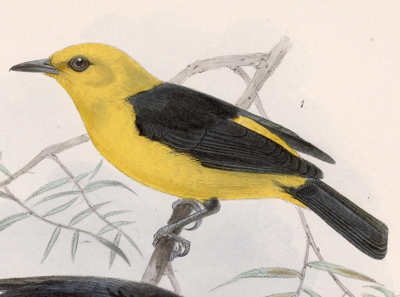 black-and-yellow tanager (Chrysothlypis chrysomelas); DISPLAY FULL IMAGE.