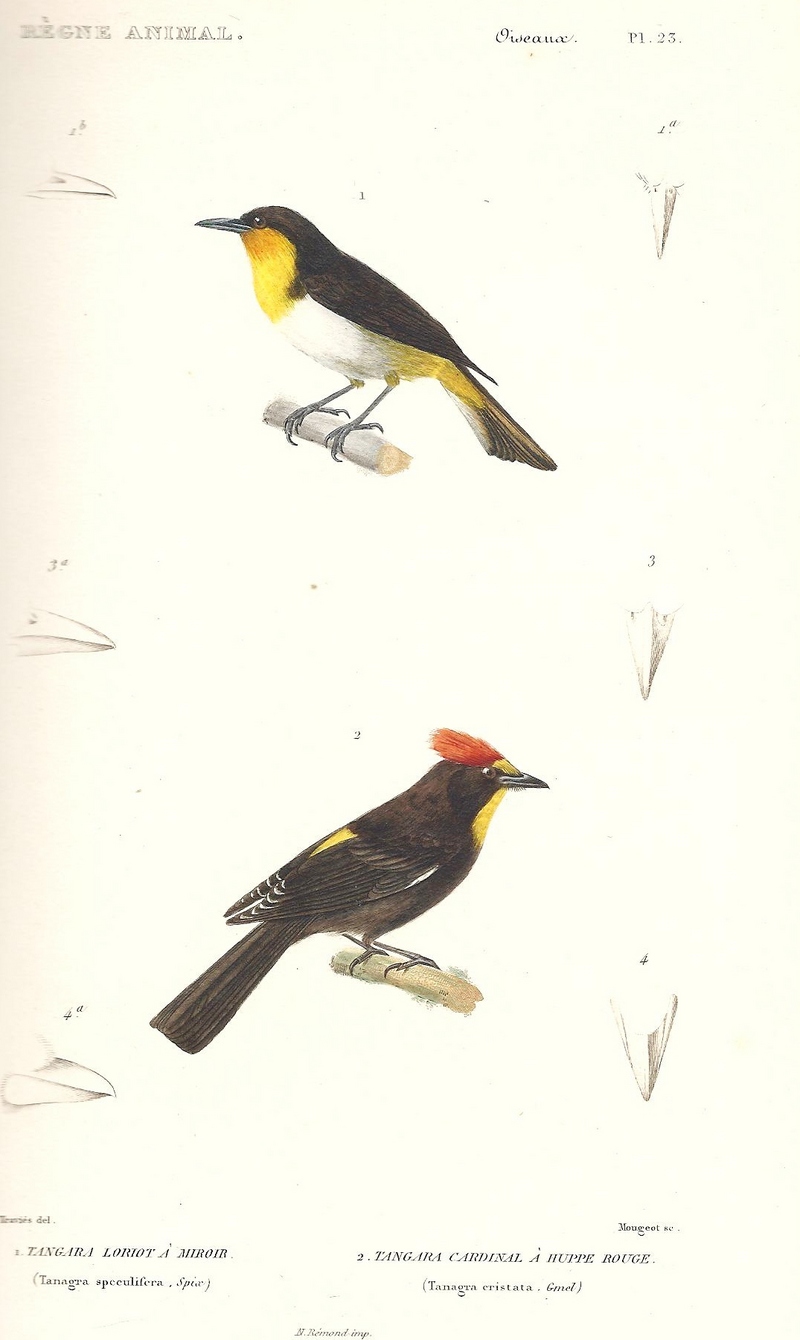 black-and-yellow tanager (Chrysothlypis chrysomelas), flame-crested tanager (Tachyphonus cristatus); DISPLAY FULL IMAGE.