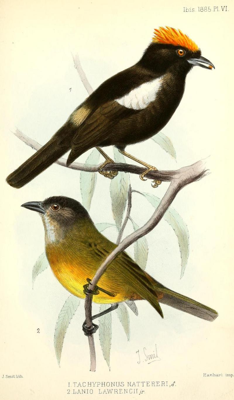 flame-crested tanager (Tachyphonus cristatus), white-shouldered tanager (Tachyphonus luctuosus); DISPLAY FULL IMAGE.