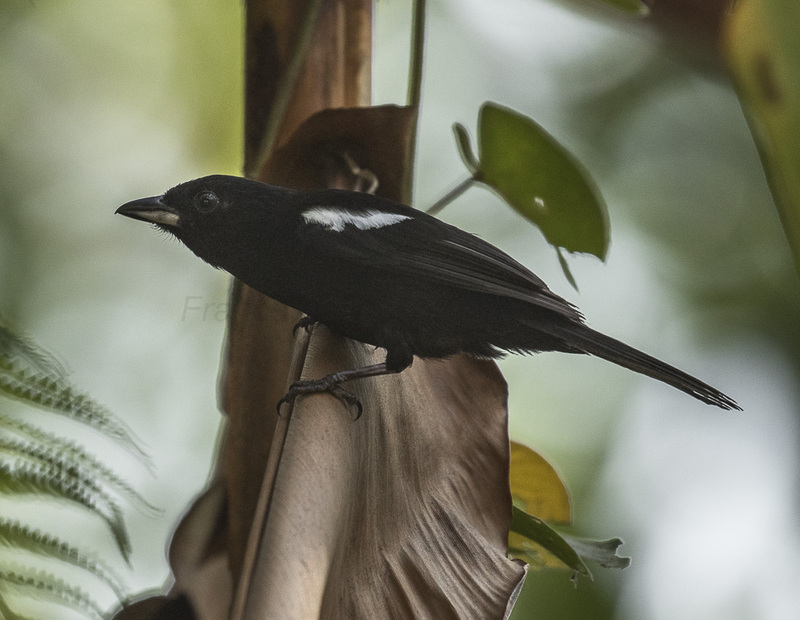 white-shouldered tanager (Tachyphonus luctuosus); DISPLAY FULL IMAGE.