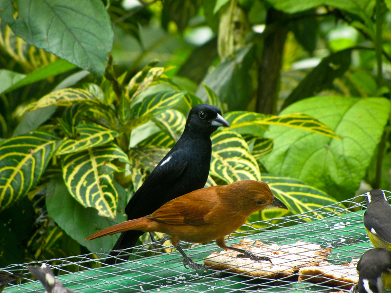 white-lined tanager (Tachyphonus rufus); DISPLAY FULL IMAGE.