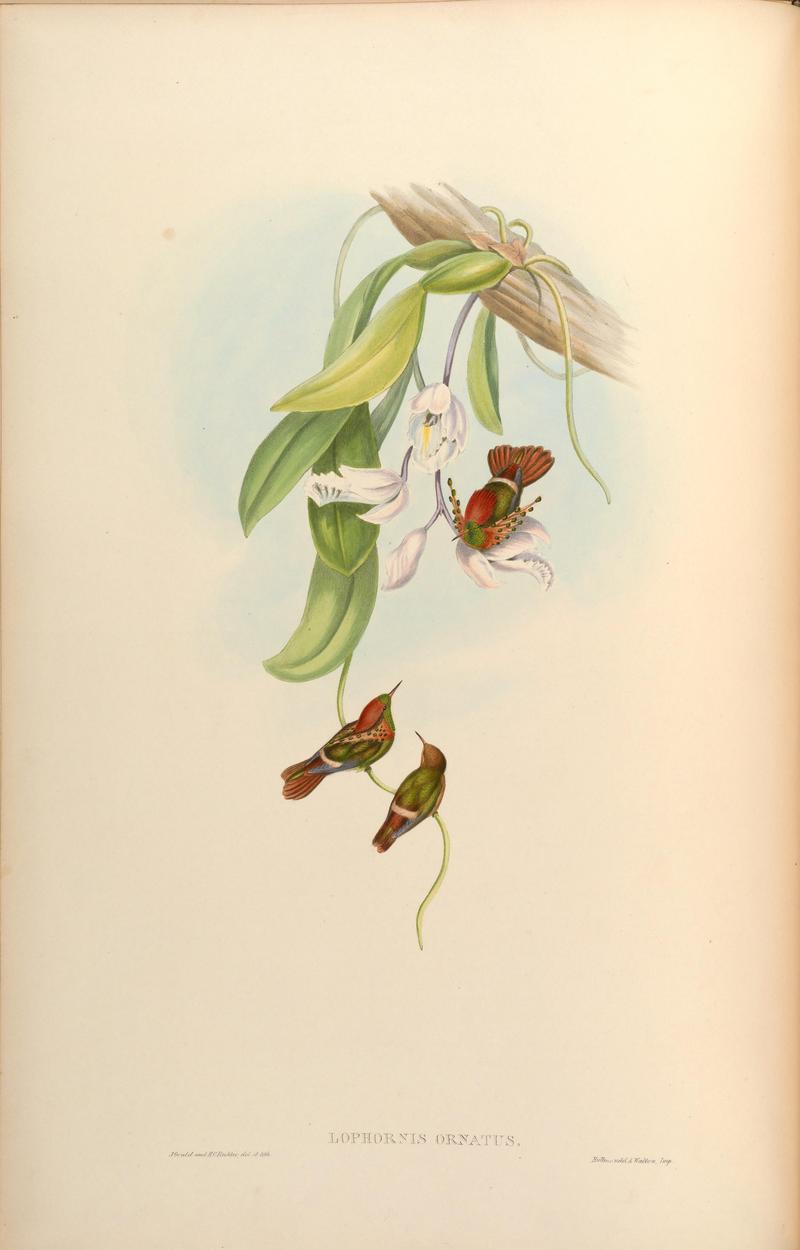 tufted coquette (Lophornis ornatus); DISPLAY FULL IMAGE.