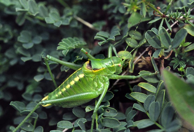 Poecilimon ornatus, ornate bright bush-cricket; DISPLAY FULL IMAGE.
