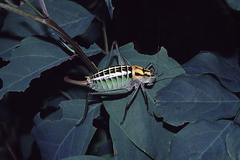 Poecilimon ornatus, ornate bright bush-cricket female; DISPLAY FULL IMAGE.