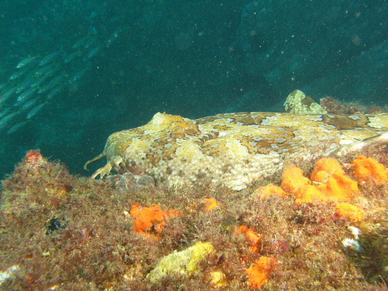 Gulf wobbegong, banded wobbegong (Orectolobus halei); DISPLAY FULL IMAGE.