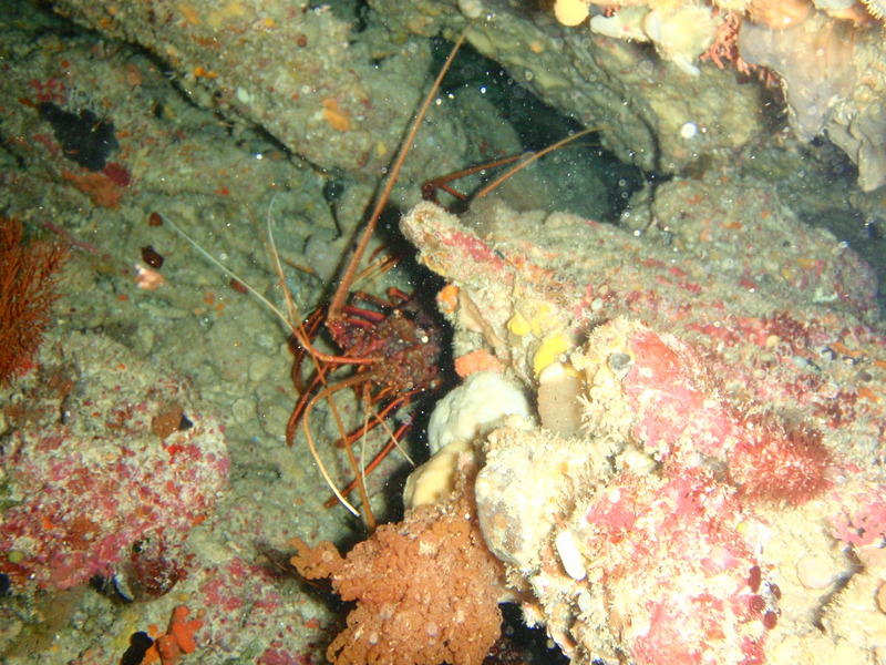 Panulirus cygnus (western rock lobster); DISPLAY FULL IMAGE.