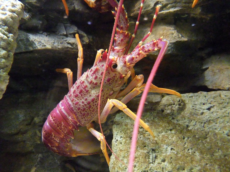 Jasus edwardsii, southern rock lobster; DISPLAY FULL IMAGE.