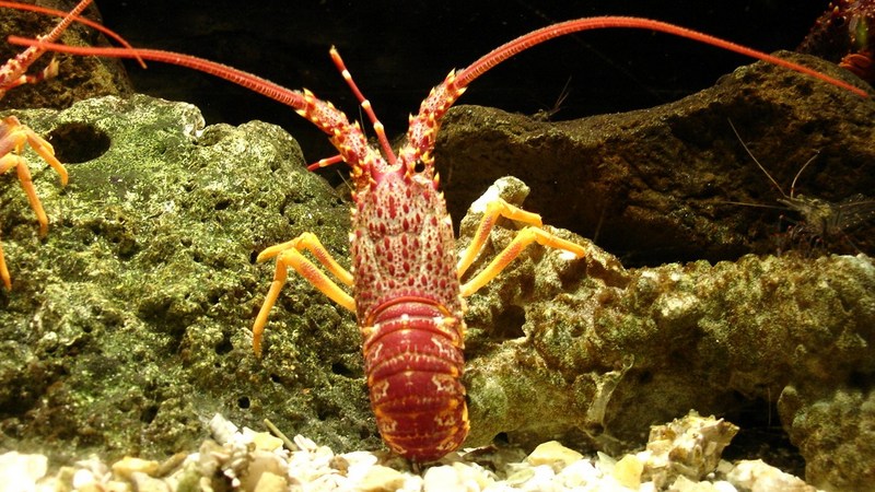 Jasus edwardsii, southern rock lobster; DISPLAY FULL IMAGE.