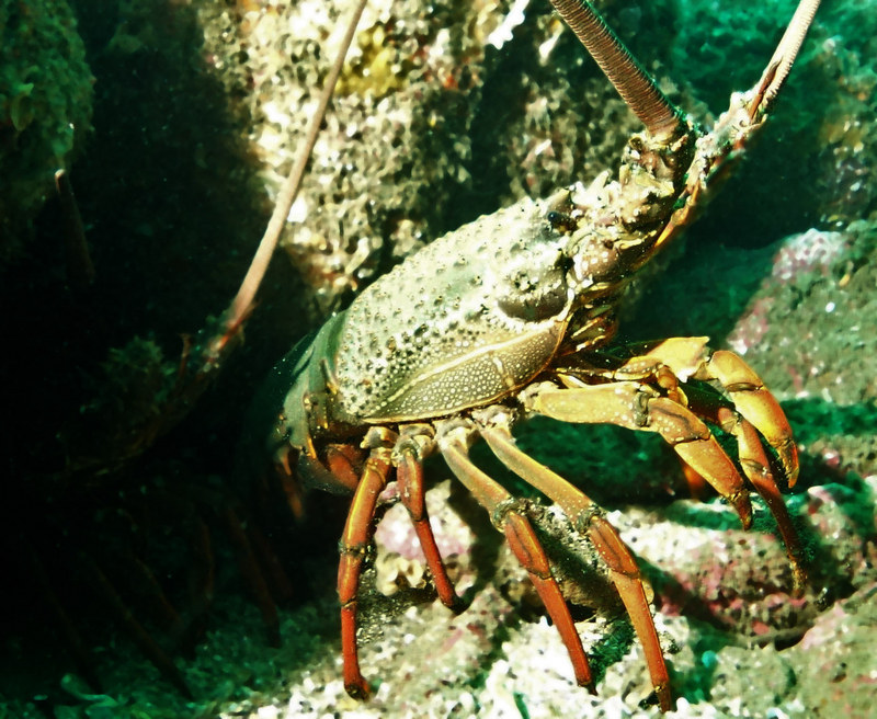 Sagmariasus verreauxi, green rock lobster; DISPLAY FULL IMAGE.