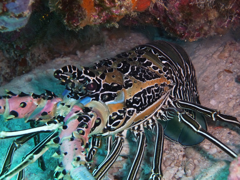 Panulirus versicolor, painted rock lobster; DISPLAY FULL IMAGE.