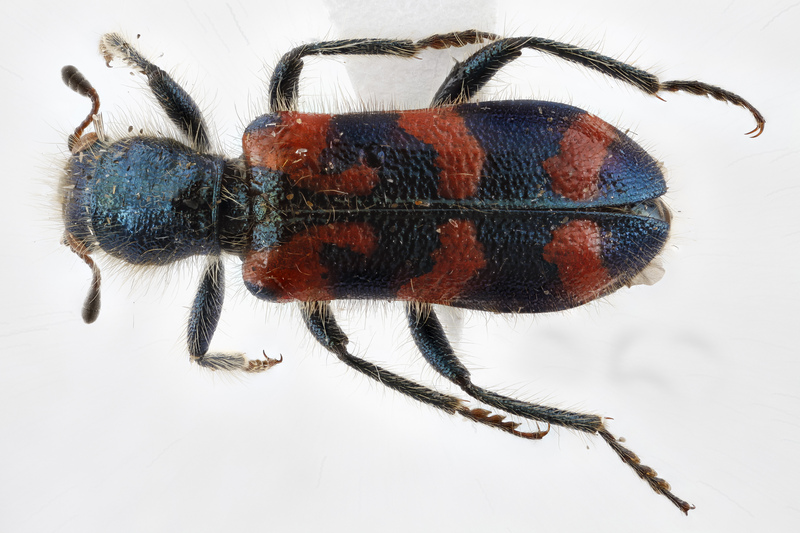 Trichodes ornatus, ornate checkered beetle; DISPLAY FULL IMAGE.
