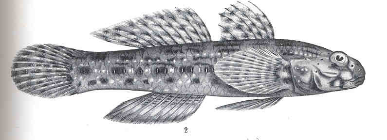 Istigobius ornatus, Ornate goby; DISPLAY FULL IMAGE.