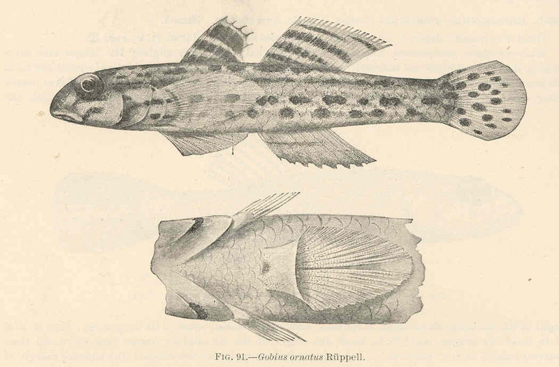Istigobius ornatus, Ornate goby; DISPLAY FULL IMAGE.