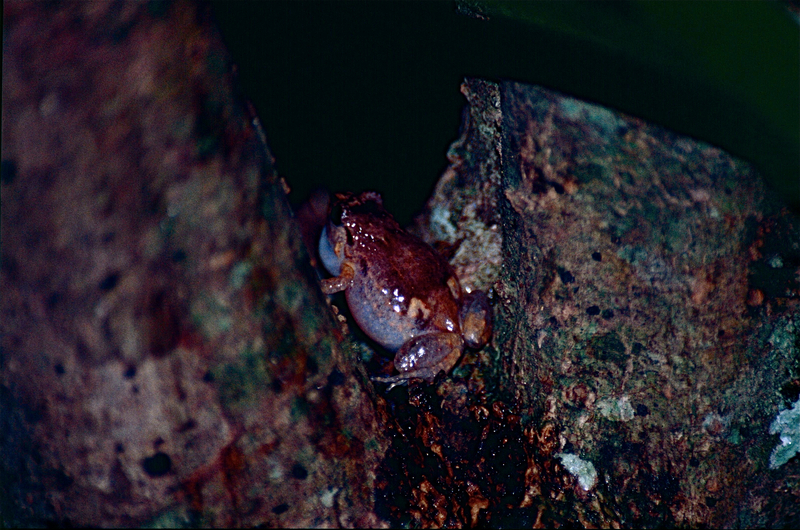Cophixalus ornatus (ornate nurseryfrog); DISPLAY FULL IMAGE.