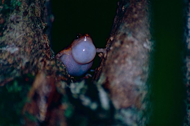 Cophixalus ornatus (ornate nurseryfrog); DISPLAY FULL IMAGE.
