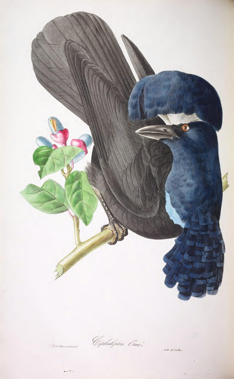 Amazonian umbrellabird (Cephalopterus ornatus); DISPLAY FULL IMAGE.