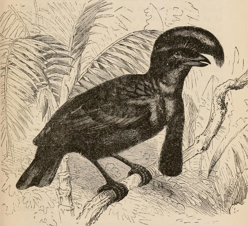 Amazonian umbrellabird (Cephalopterus ornatus); DISPLAY FULL IMAGE.