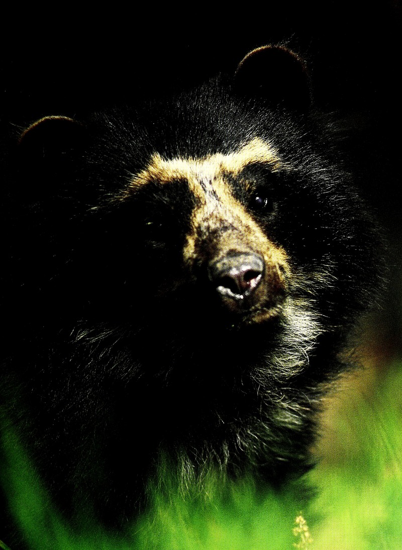 Andean short-faced bear, spectacled bear (Tremarctos ornatus); DISPLAY FULL IMAGE.