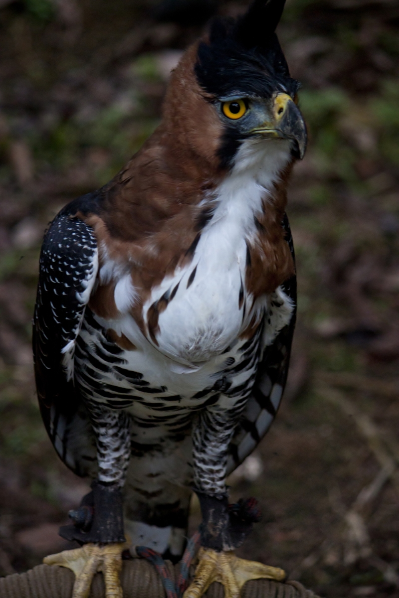 ornate hawk-eagle (Spizaetus ornatus); DISPLAY FULL IMAGE.